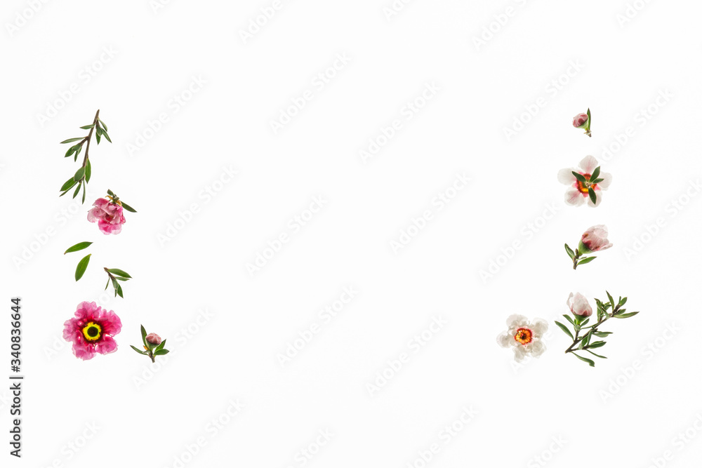 isolated pink and white manuka tree flowers with copy space in middle 