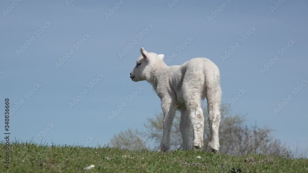 Cute white lamb standing on meadow in springtime in front of blue sky Cute white lamb standing on meadow in springtime in front of blue sky