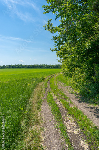 Countryside dirt road along green field and trees