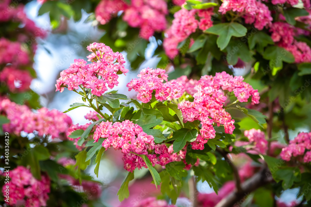 Amazing PINK hawthorn blooms in the park. Latin Crataegus Amazing PINK hawthorn blooms in the park. Latin Crataegus