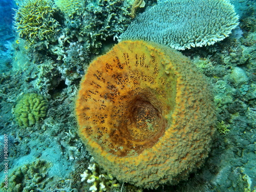 The amazing and mysterious underwater world of Indonesia, North Sulawesi, Manado, sea sponge photo