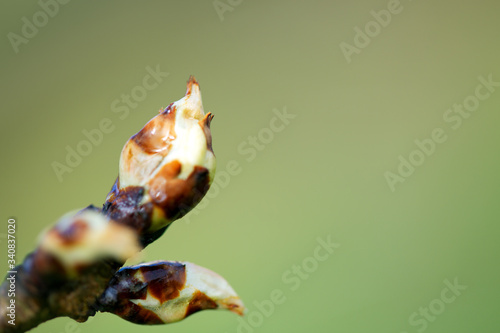 Branch of a tree with buds on a green blur background