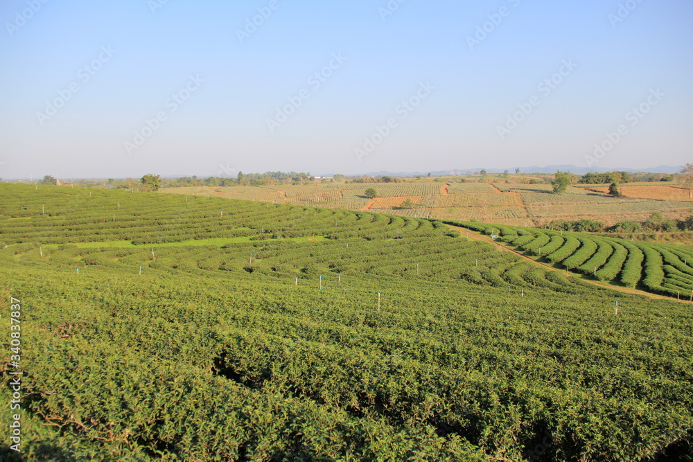 Tea farm in Thailand