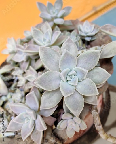 Ornamental succulent plant - Echeveria. Family - Crassulaceae photo