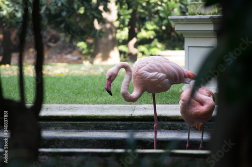 Pink flamingos in a fountain at Villa Invernizzi, a hidden garden in Milano, Italy photo