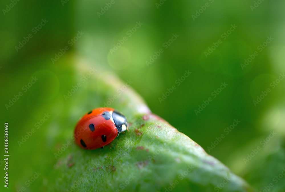 Close up of a ladybug on a green leaf. Close up of a ladybug on a green leaf.