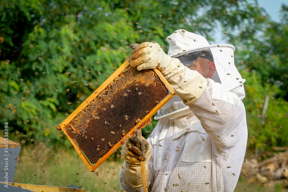 Beekeeper Controlling Colony And Bees Beekeeper Controlling Colony And Bees