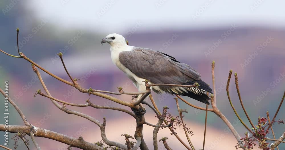 White-bellied sea eagle a female bird sits on top of tree watching its nest that's below and with a chick in it, Nest is near habitation, India, Asia White-bellied sea eagle a female bird sits on top of tree watching its nest that's below and with a chick in it, Nest is near habitation, India, Asia