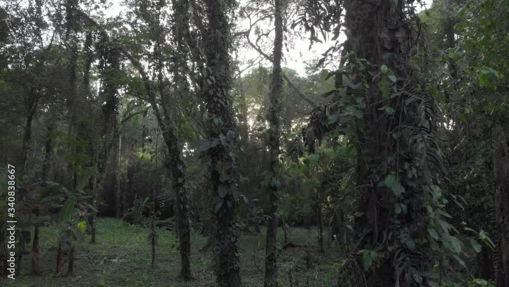 The beautiful lush, green forest of Costa Rica - wide shot The beautiful lush, green forest of Costa Rica - wide shot