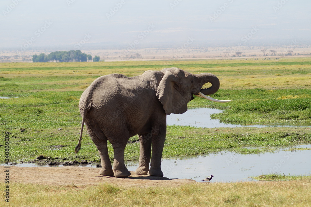 Fototapeta premium elephant at Kilimanjaro