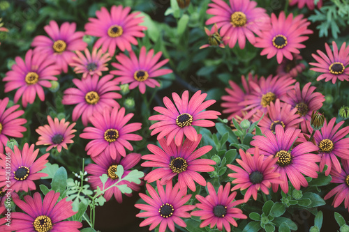 Blooming red blue chrysanthemum flowers and green leaves，Arctotis stoechadifolia var.grandis