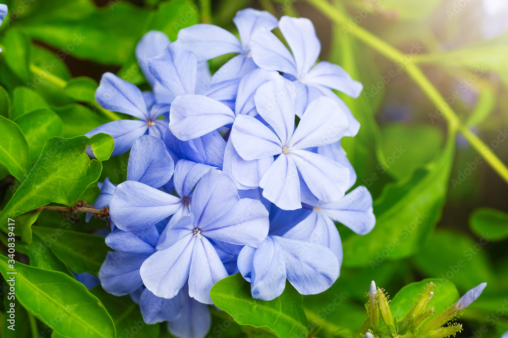 close up of Plumbago auriculata on white background. Blue flowers. close up of Plumbago auriculata on white background. Blue flowers.