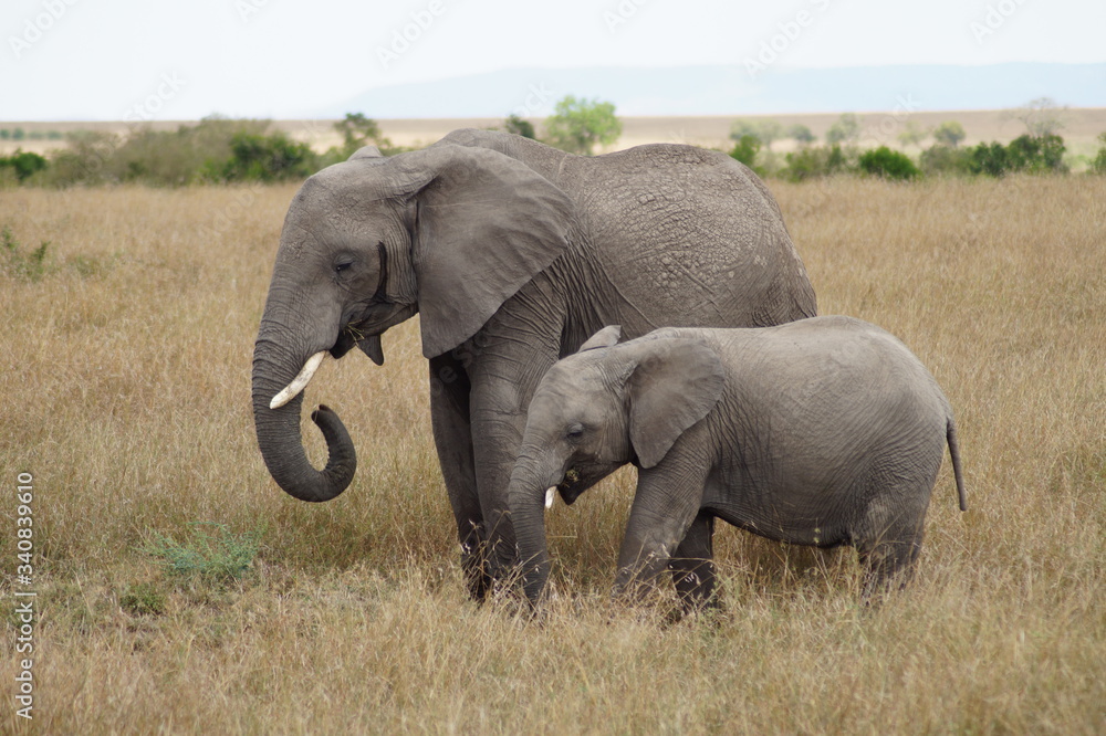 Obraz premium elephants in the savannah