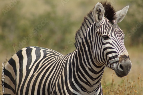 zebra on safari