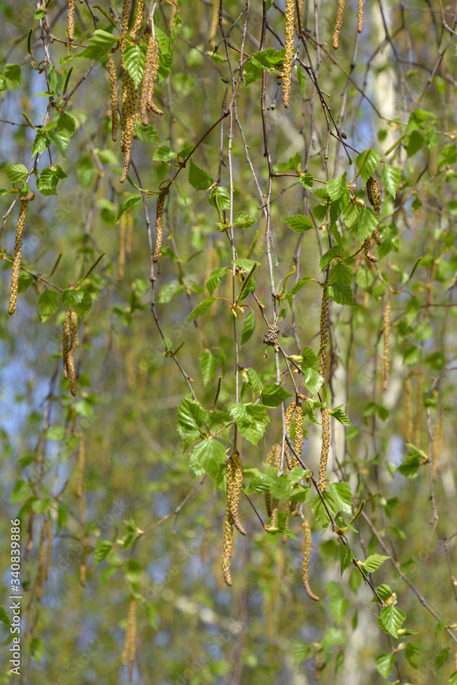 new leaves and buds of a birch tree in april detail shot new leaves and buds of a birch tree in april detail shot