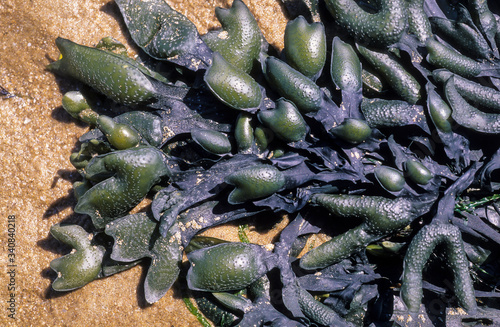 Fucus vesicolus , Algue , varech, Fucus vésiculeux photo