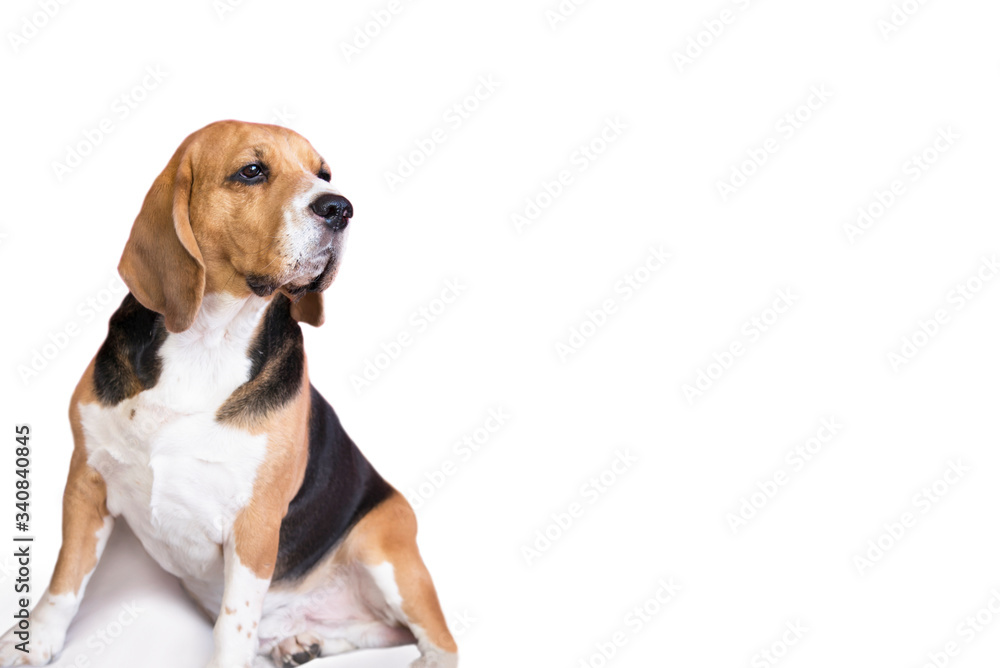 cute beagle dog sitting and looking up on a white background