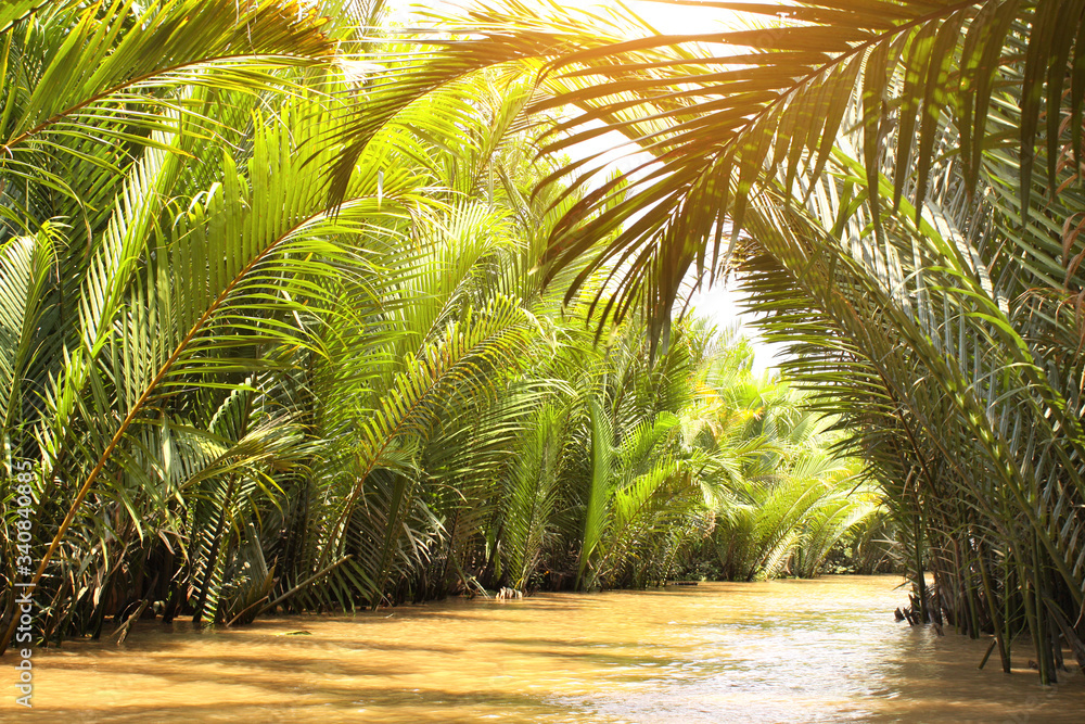 Palm leaves in the delta of Mekong river, Vietnam - obrazy, fototapety, plakaty 