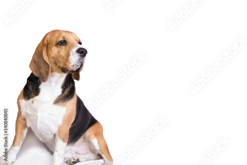 cute beagle dog sitting and looking up on a white background