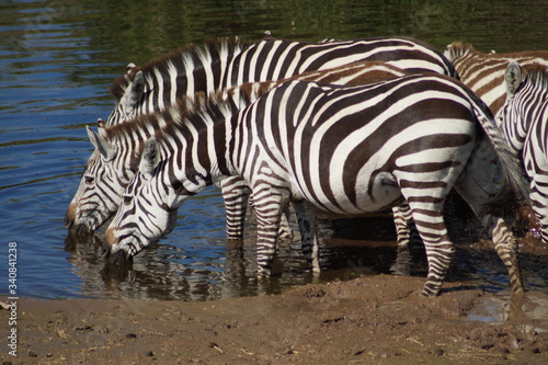 two zebras drinking water
