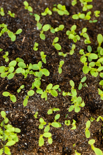 Small seedlings of lettuce in the clay.