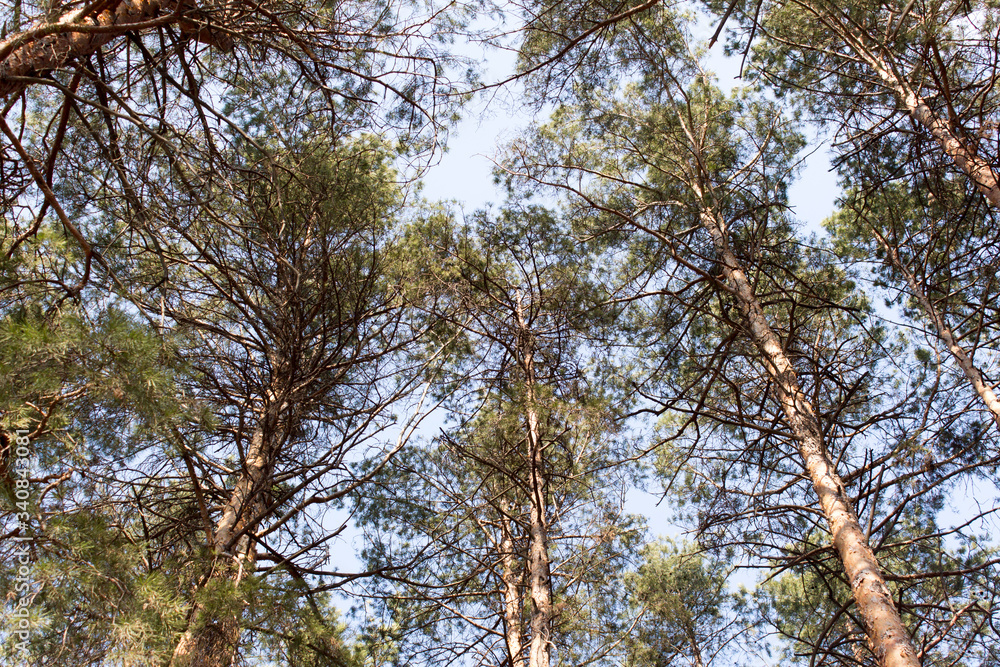 Fototapeta premium tall pine trees in the forest