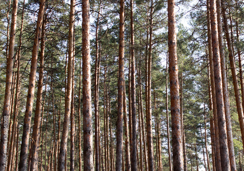 Fototapeta Naklejka Na Ścianę i Meble -  tall pine trees in the forest