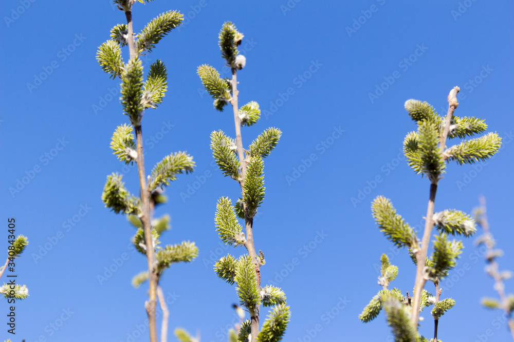 willow flowers on a background of blue sky willow flowers on a background of blue sky