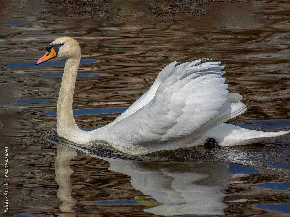 Naklejka premium łąbędź