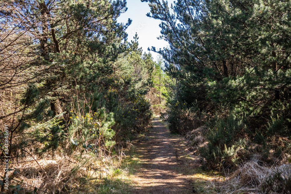 Dry forest at Bonny Glen in County Donegal - Ireland Dry forest at Bonny Glen in County Donegal - Ireland