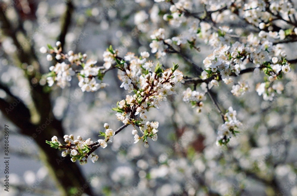 blossoming cherry tree in spring blossoming cherry tree in spring