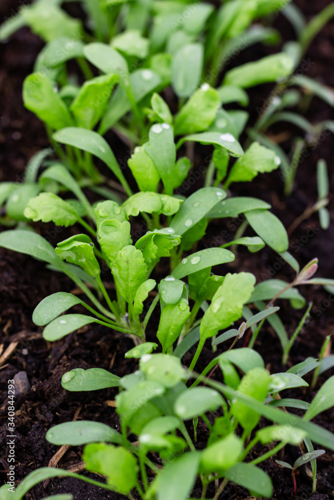 young sprouts greens cress salad young sprouts greens cress salad