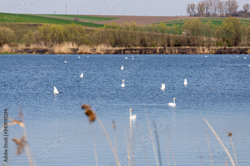 swans on the lake © Liubov Kartashova