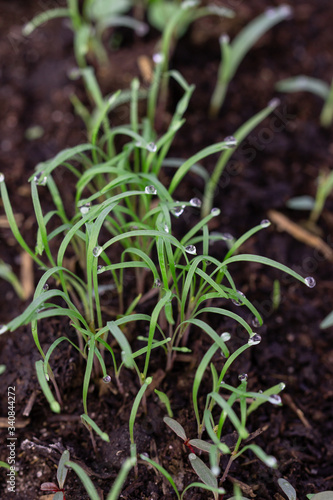 young dill sprouts in the ground