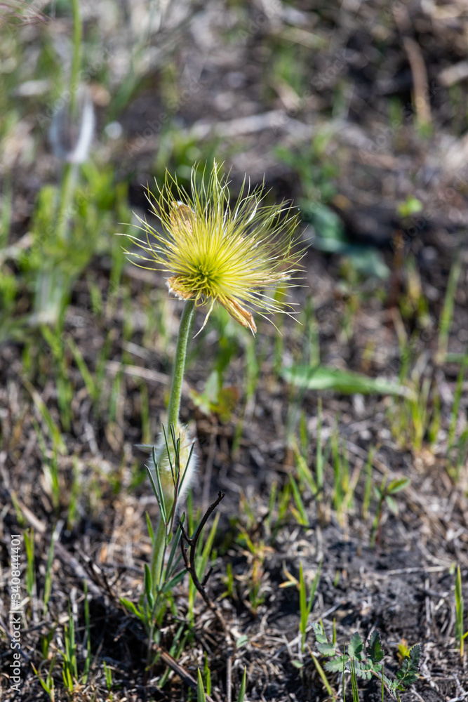 hairy stamens of a flower of a dream-grass which has blossomed and dropped off the petals hairy stamens of a flower of a dream-grass which has blossomed and dropped off the petals