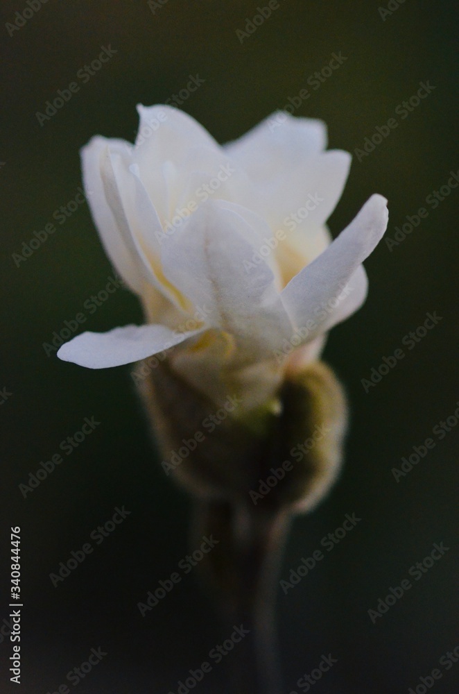 Fototapeta premium close up of a white magnolia flower 