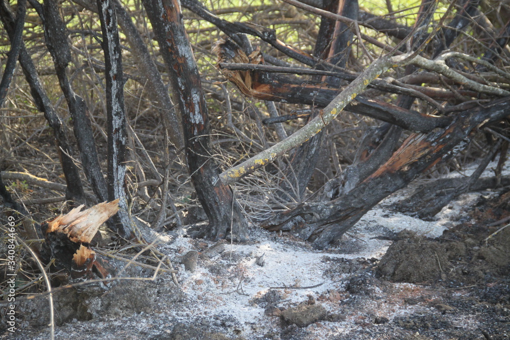 Obraz premium Bush forest fire ashes extinguished