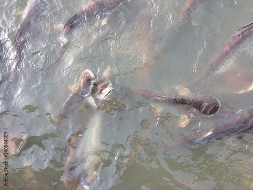 Many pangasius fish in the river.