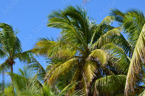  trees with lush foliage  over the blue sky