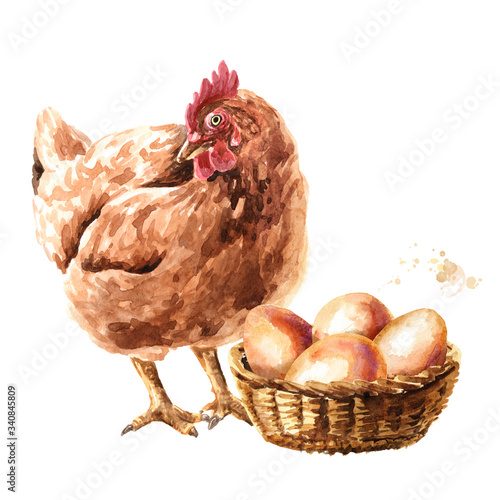 Hen near the  basket with eggs. Hand drawn watercolor illustration isolated on white background