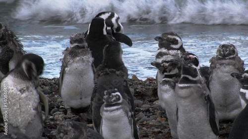 Group of young magellanic penguins standing on the pebbles of beach, sea waves in the background photo