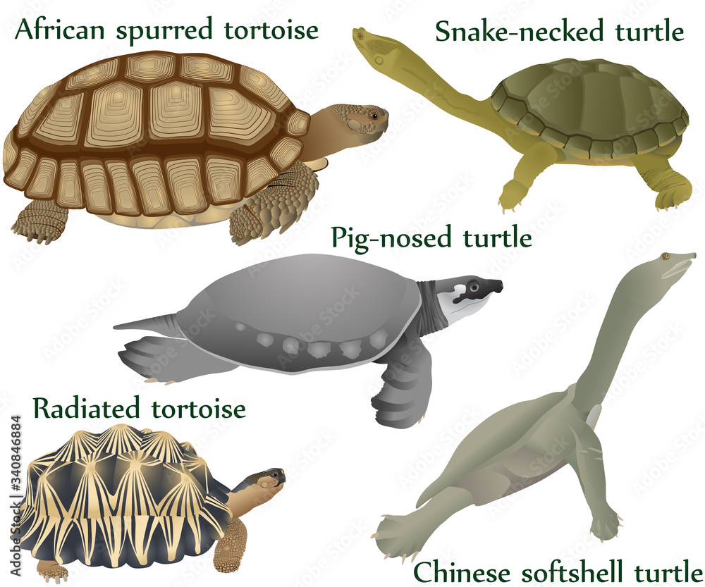 Collection of different species of turtles and tortoises in colour