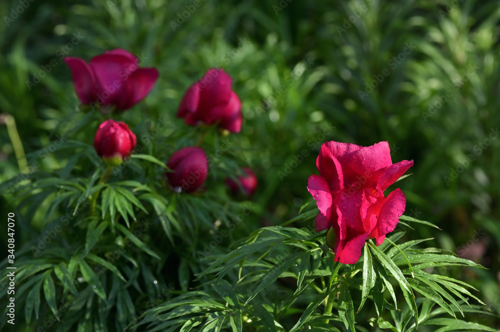 Obraz premium Red Wild Peony Flowers In A Garden