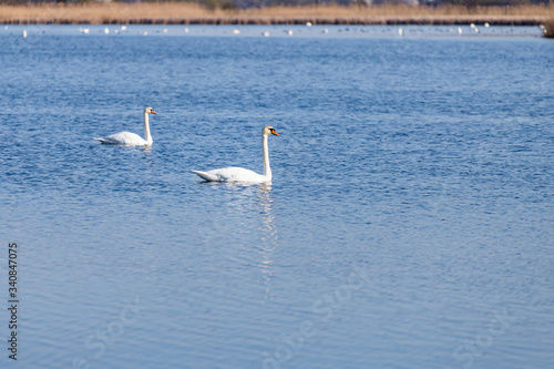 two swans in the water © Liubov Kartashova