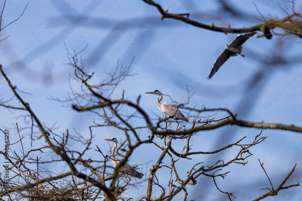 gray herons on the branches make their nests gray herons on the branches make their nests