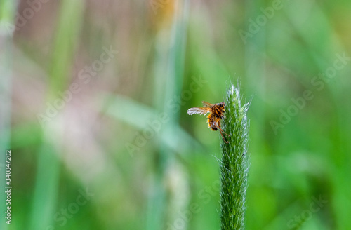 Fly on grass