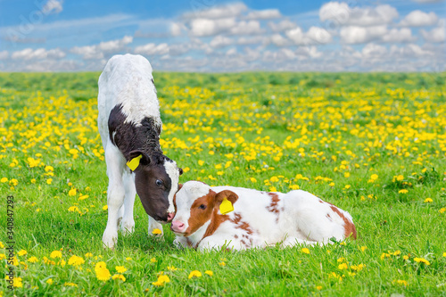 Two newborn calves together in flowering meadow