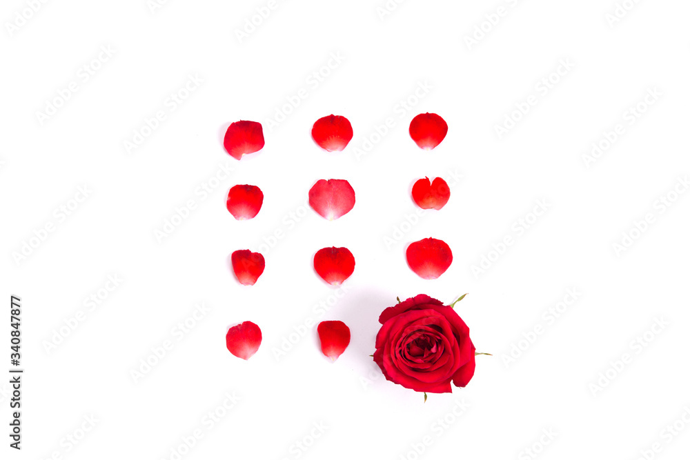 red roses and petals on white background for layout.valentine concept. red roses and petals on white background for layout.valentine concept.