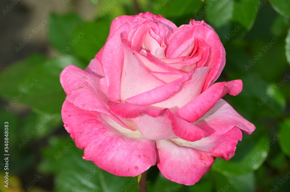 Large green bush with one fresh delicate pink rose in full bloom in a summer garden, in direct sunlight, with blurred green leaves, beautiful outdoor floral background photographed
Large green bush with one fresh delicate pink rose in full bloom in a summer garden, in direct sunlight, with blurred green leaves, beautiful outdoor floral background photographed