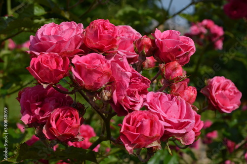 Large green bush with fresh delicate vivid pink roses in full bloom in a summer garden, in direct sunlight, with blurred green leaves, beautiful outdoor floral background photographed 